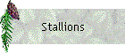 Stallions
